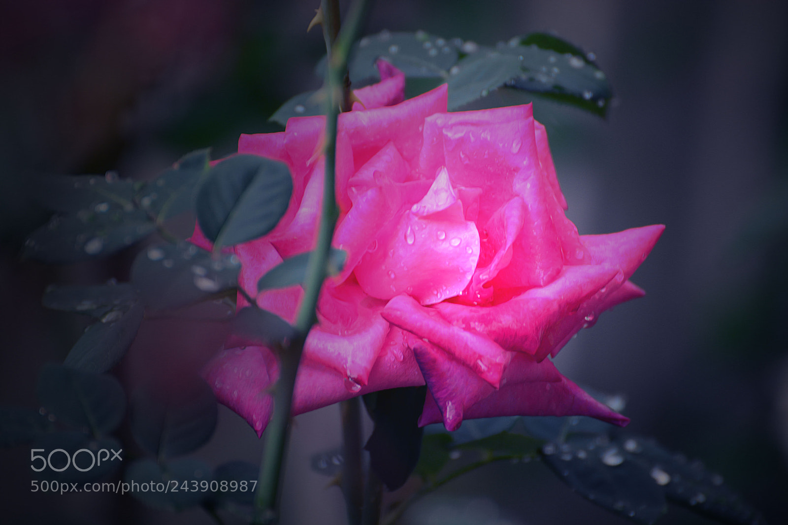 Nikon D7100 sample photo. Untitled photography