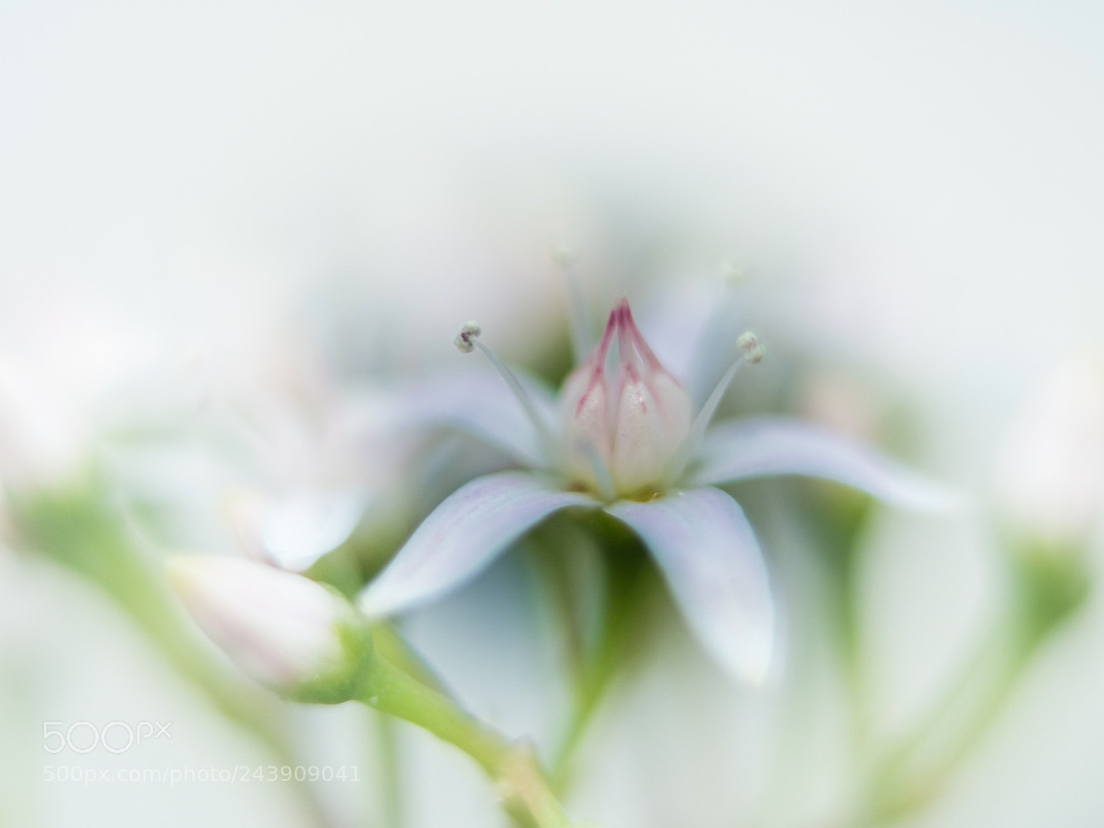 Olympus OM-D E-M1 Mark II sample photo. Despertar / awake photography