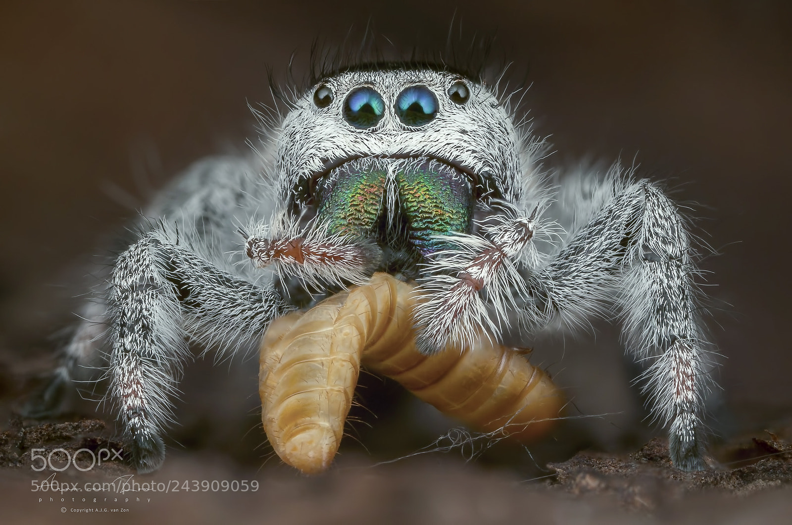 Canon EOS-1D X sample photo. Itsy bitsy spider.... photography
