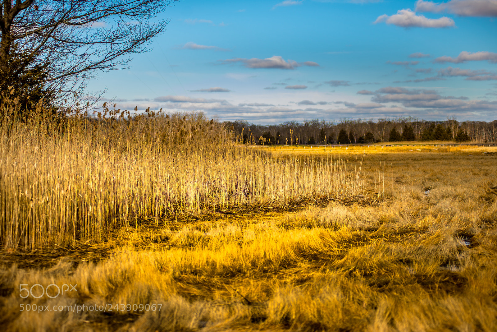 Nikon D610 sample photo. Golden hour photography