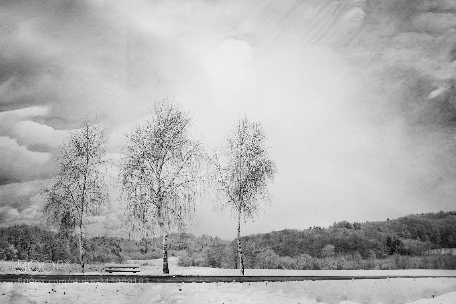 Nikon D7100 sample photo. The birchs photography