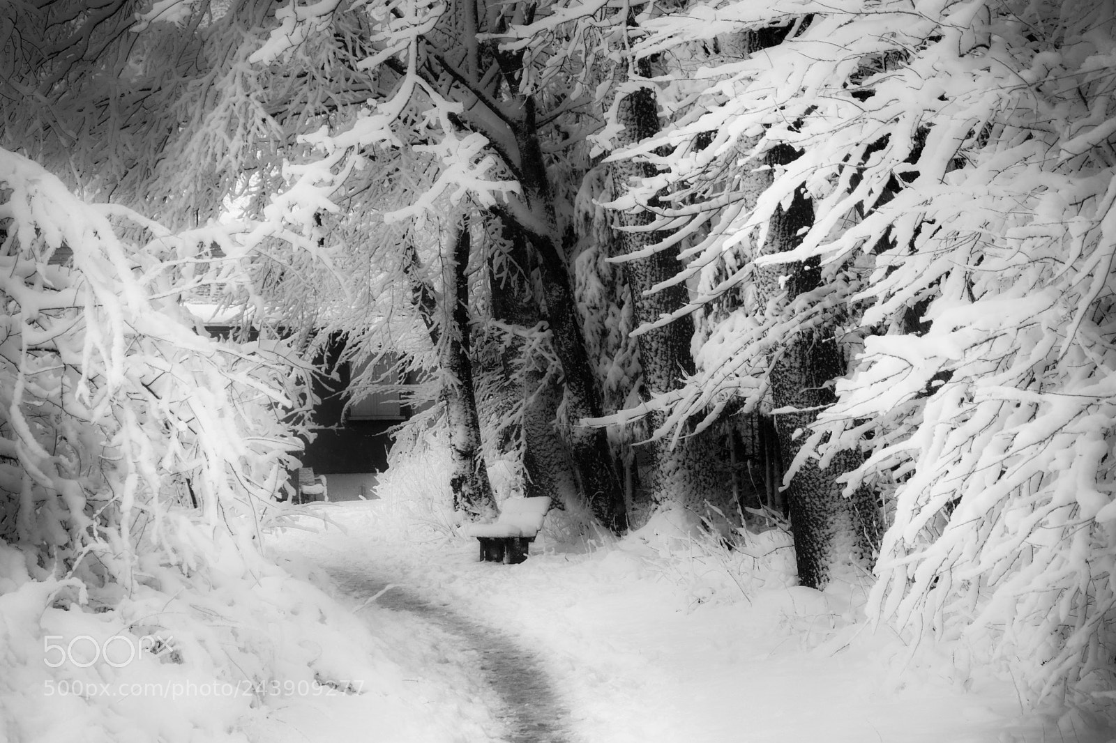 Nikon D7100 sample photo. White photography
