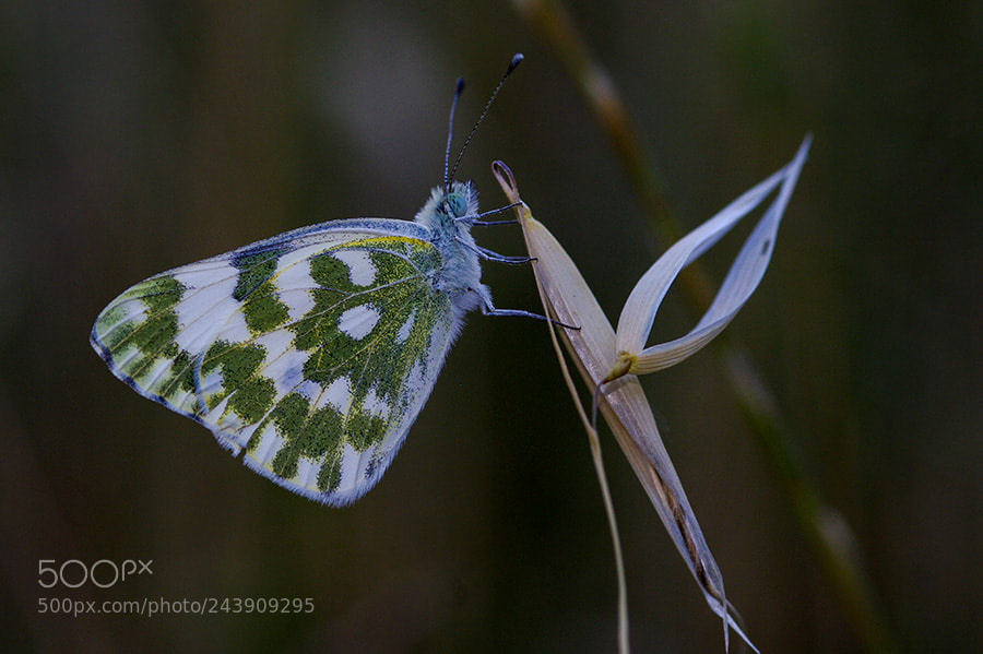 Pentax K20D sample photo. Buterfly photography