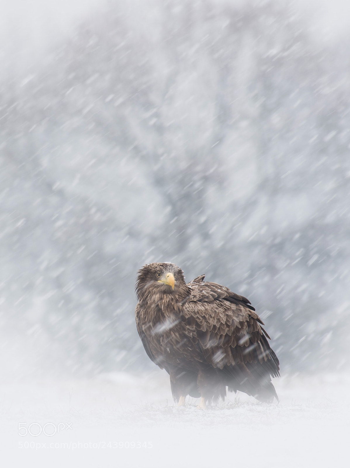 Nikon D4S sample photo. Wild. snowing in poland... photography