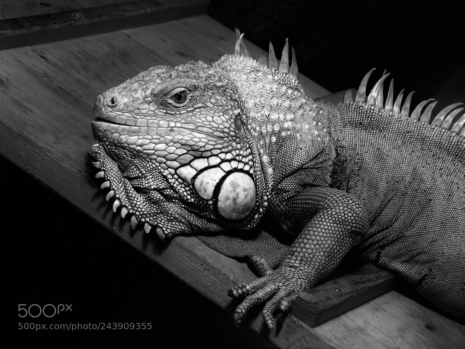 Canon PowerShot SX700 HS sample photo. ~ iguana ~ photography