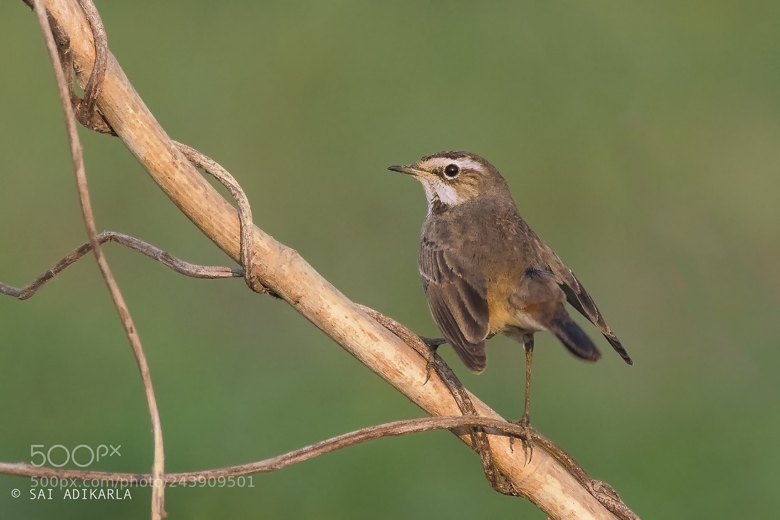Nikon D500 sample photo. Bluethroat photography