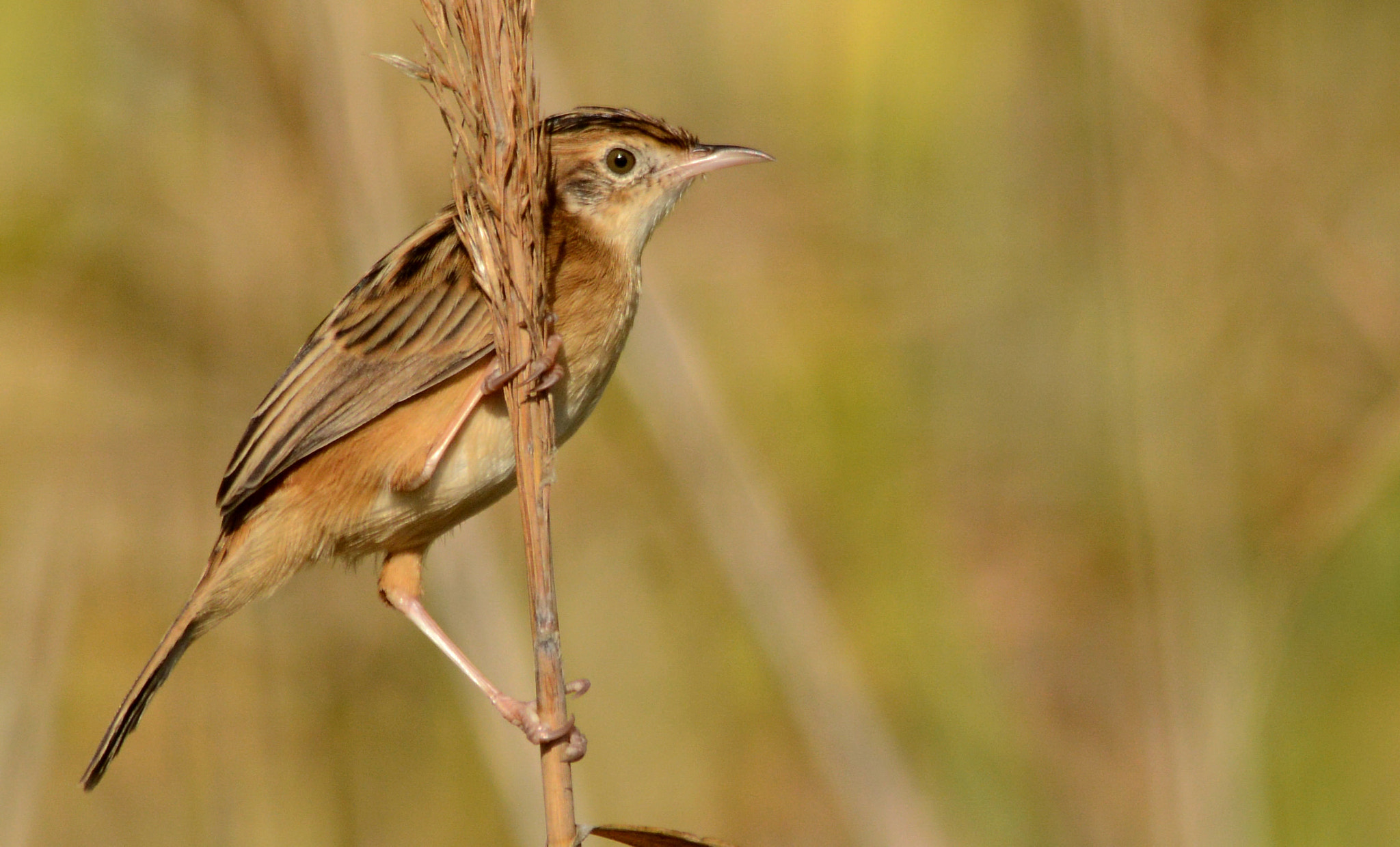 Sigma 150-500mm F5-6.3 DG OS HSM sample photo. Zitting cisticola ii photography