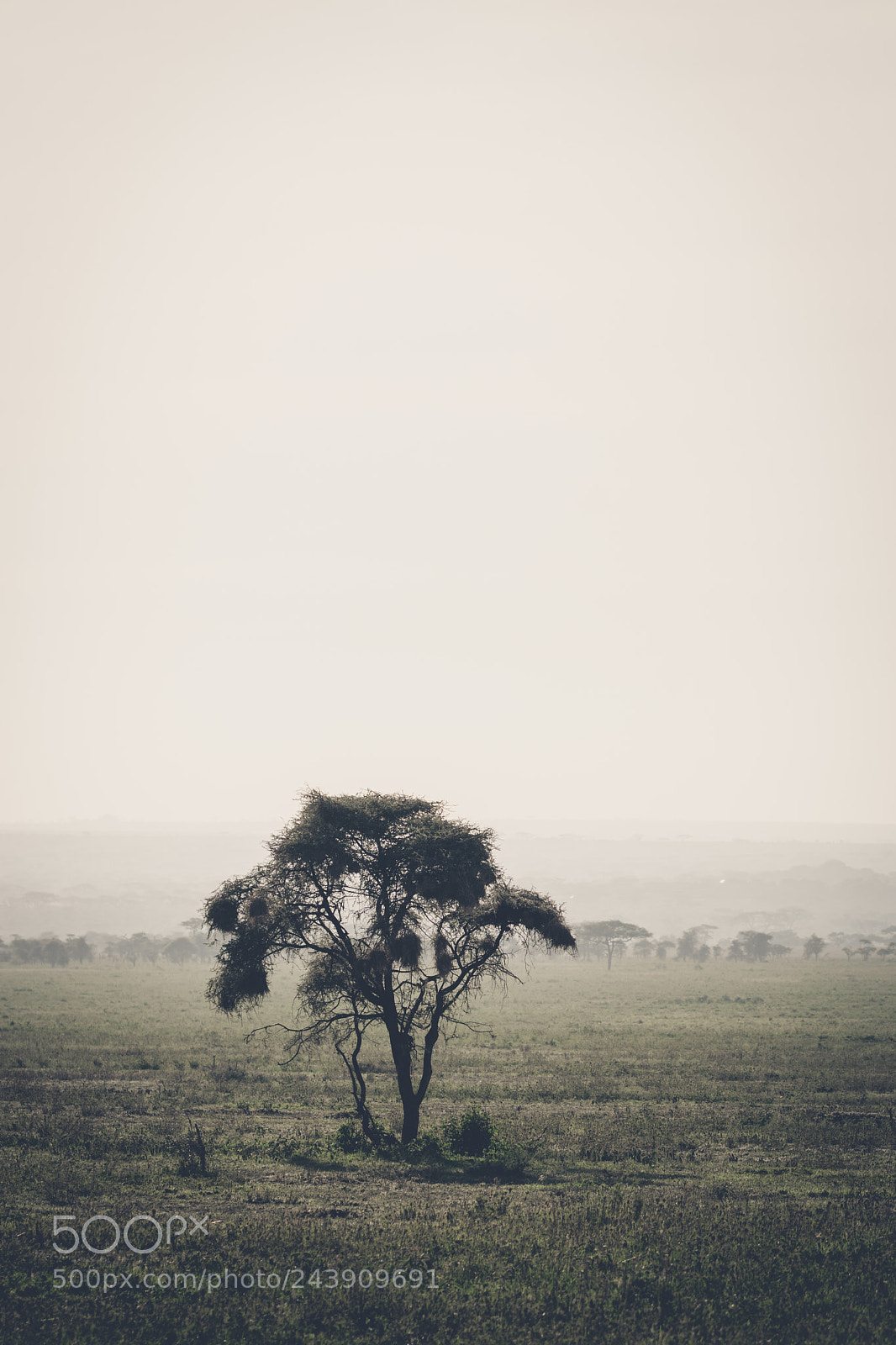 Sony ILCA-77M2 sample photo. Serengeti tree photography