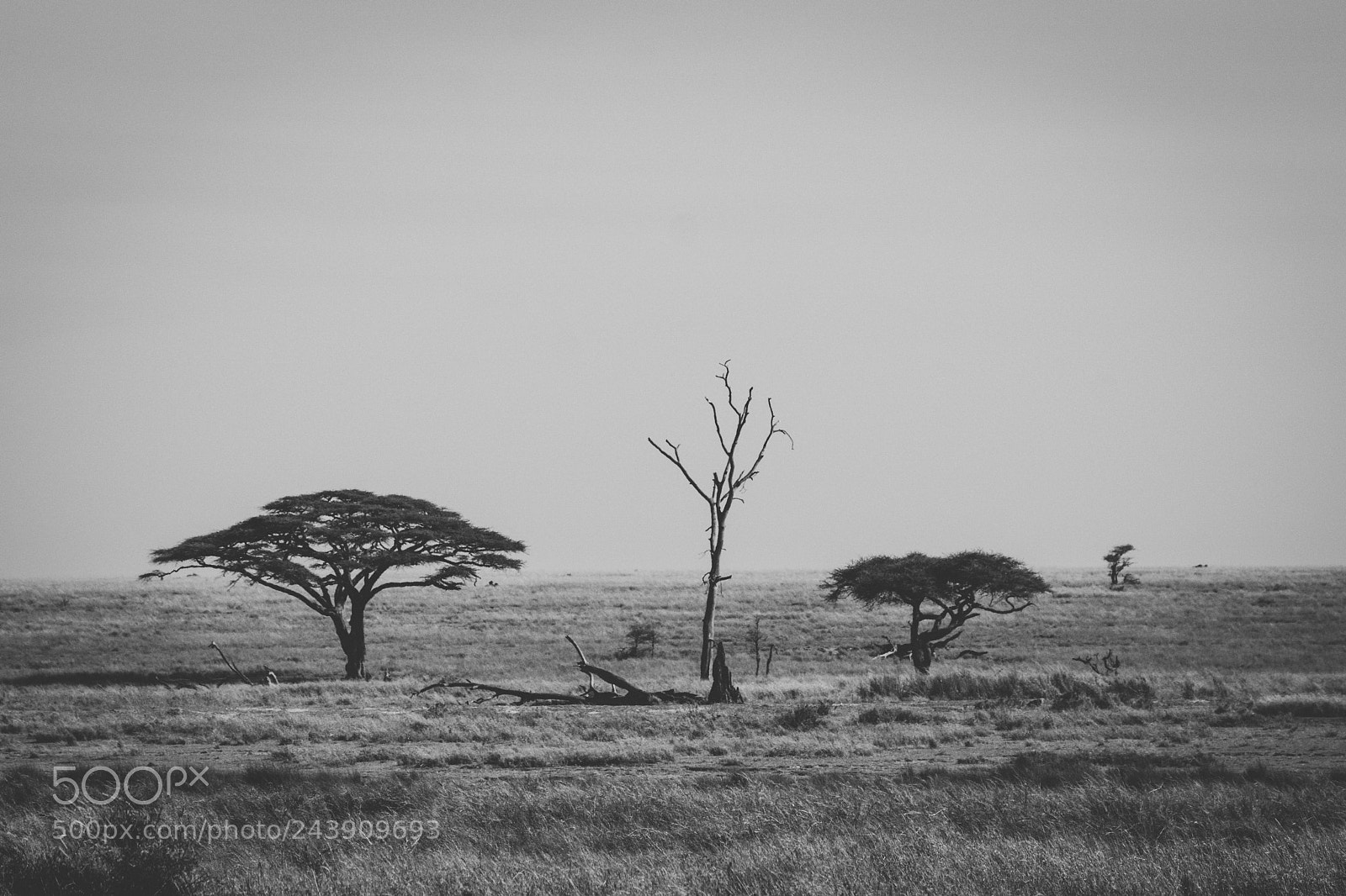 Sony ILCA-77M2 sample photo. Trees in the serengeti photography