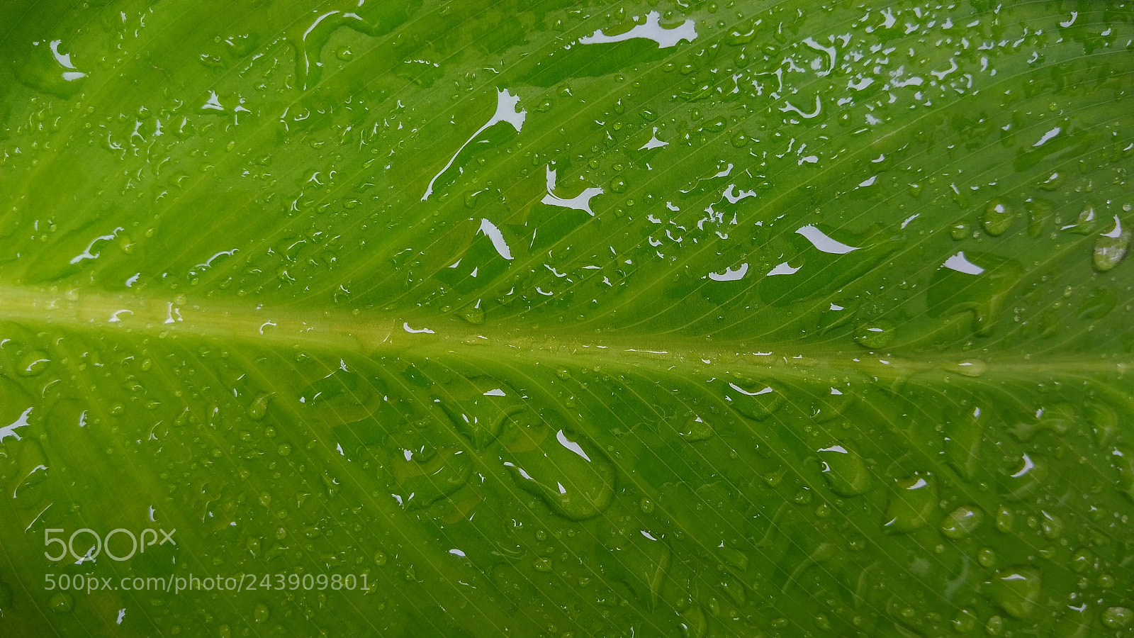 ASUS ZenFone 3 Max (ZC553KL) sample photo. Water and green photography
