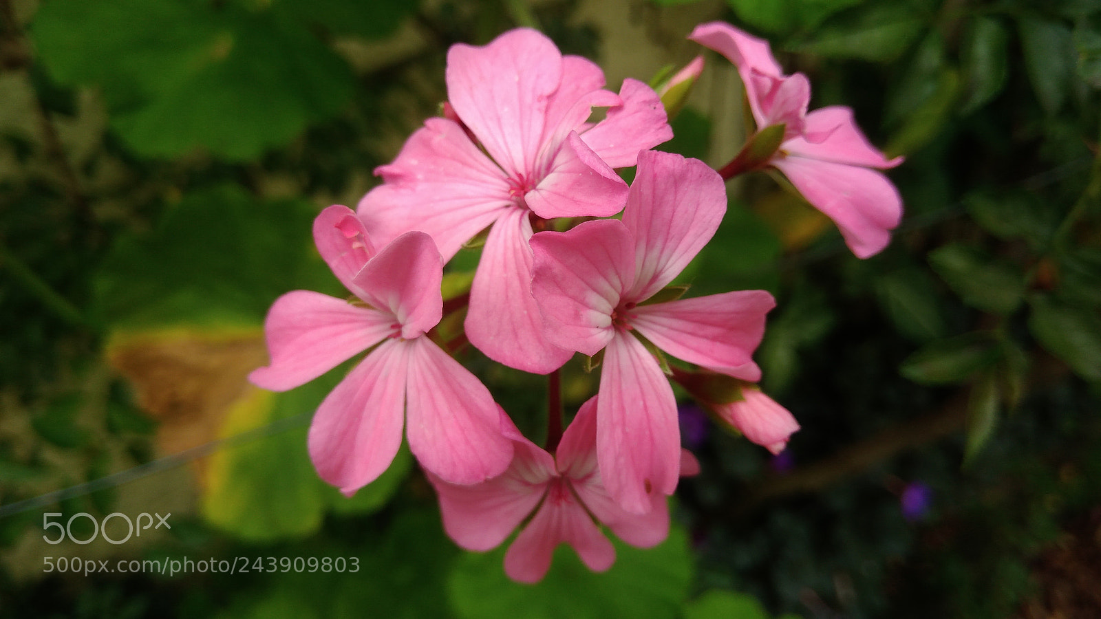 ASUS ZenFone 3 Max (ZC553KL) sample photo. Pink flower photography