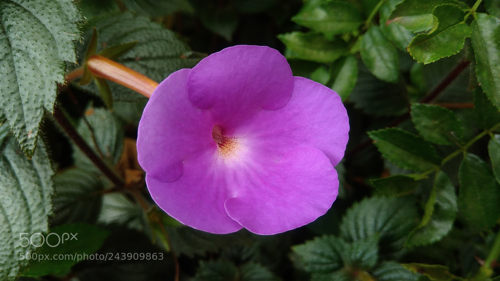 ASUS ZenFone 3 Max (ZC553KL) sample photo. Purple flower photography