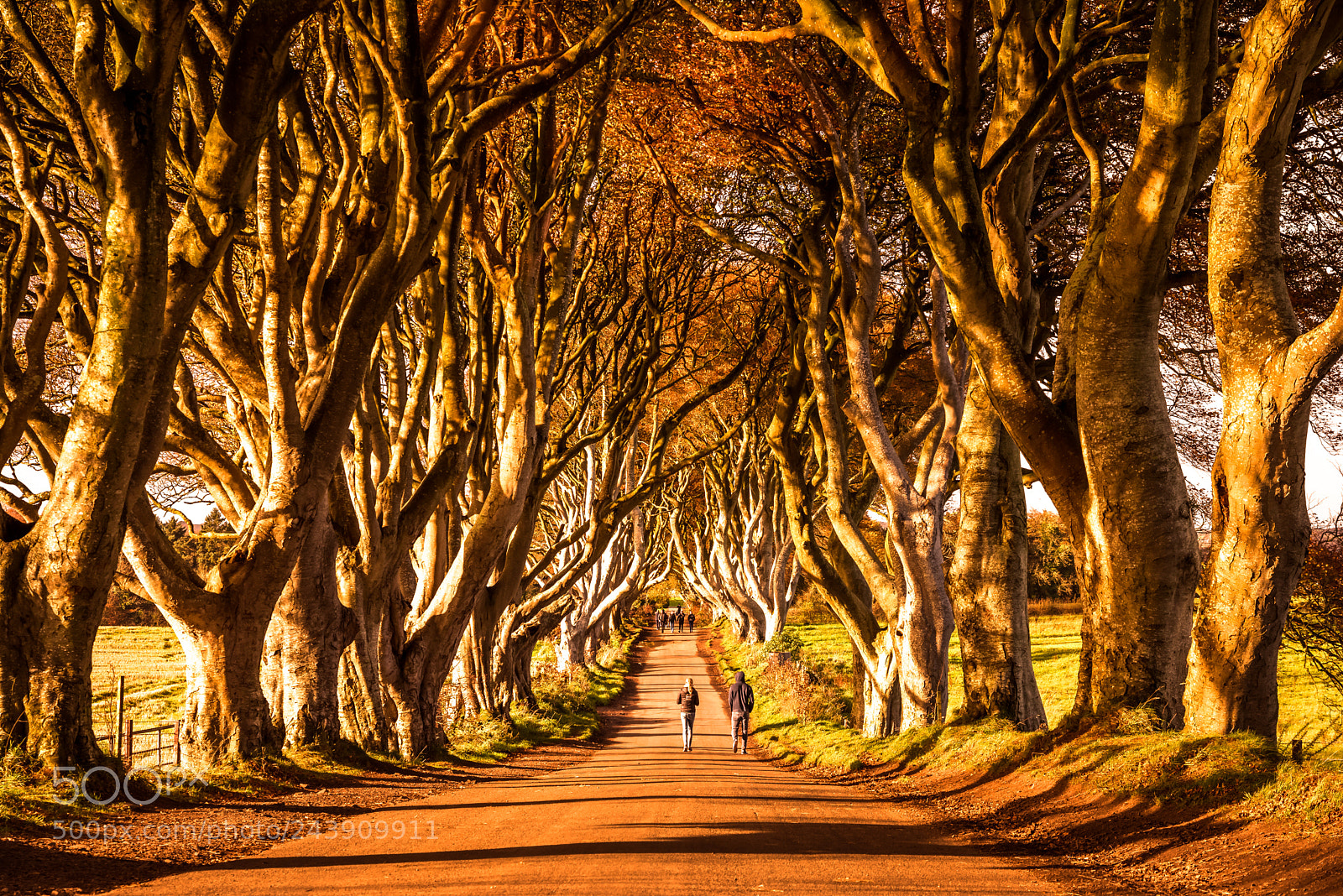 Nikon D610 sample photo. Dark hedges photography