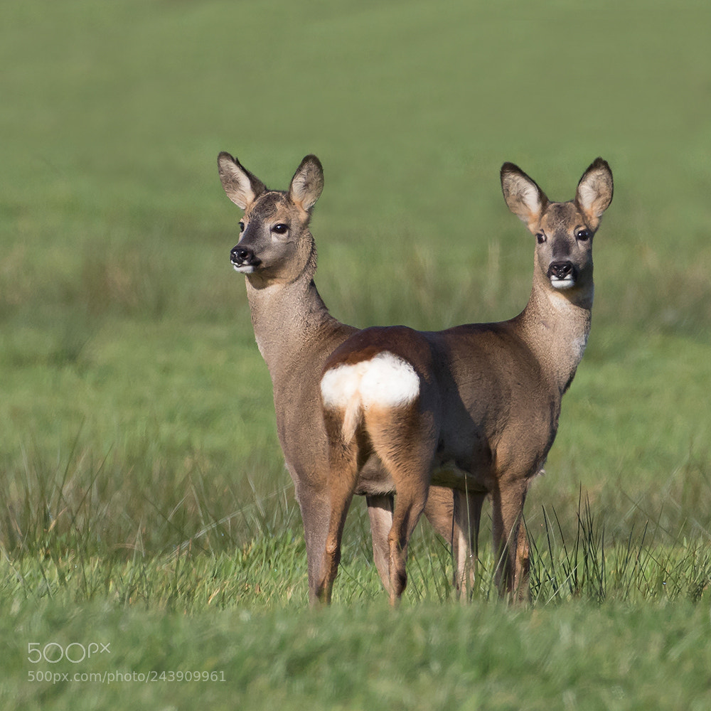 Canon EOS 7D Mark II sample photo. Siamese twins! photography
