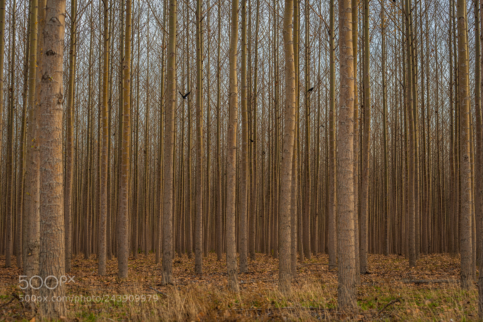 Nikon D800 sample photo. Trees among the birds photography
