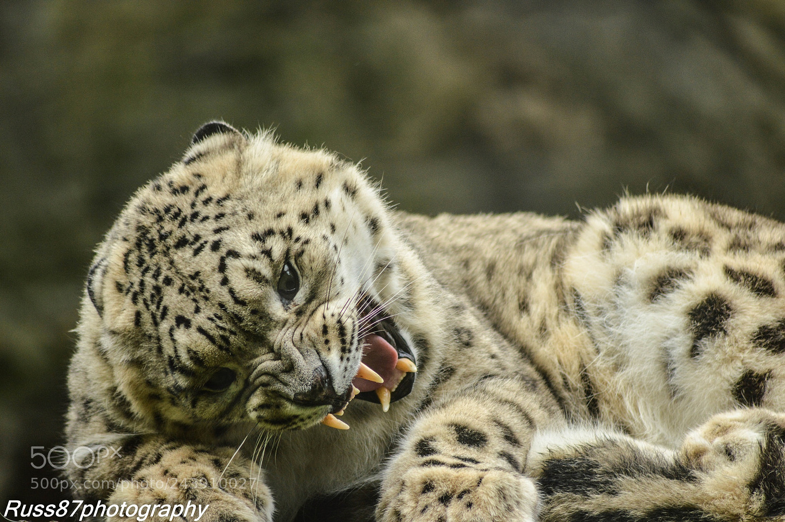 Nikon D3200 sample photo. Snow leopard from marwell photography