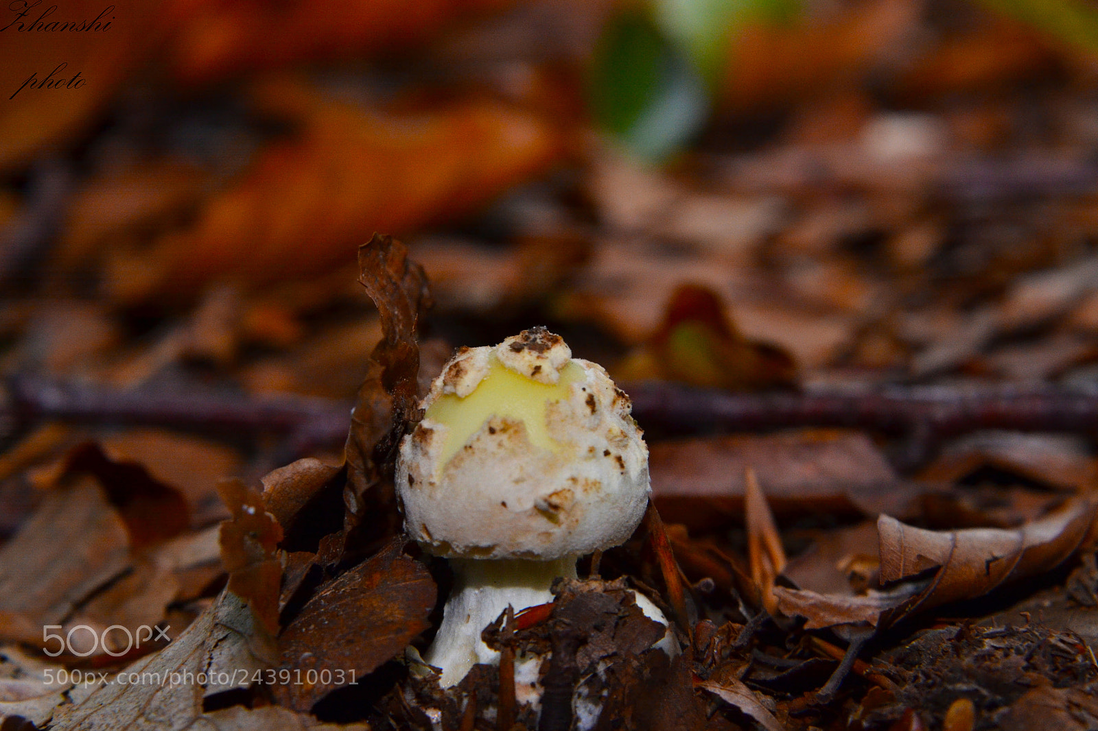 Nikon D3100 sample photo. Mushroom photography