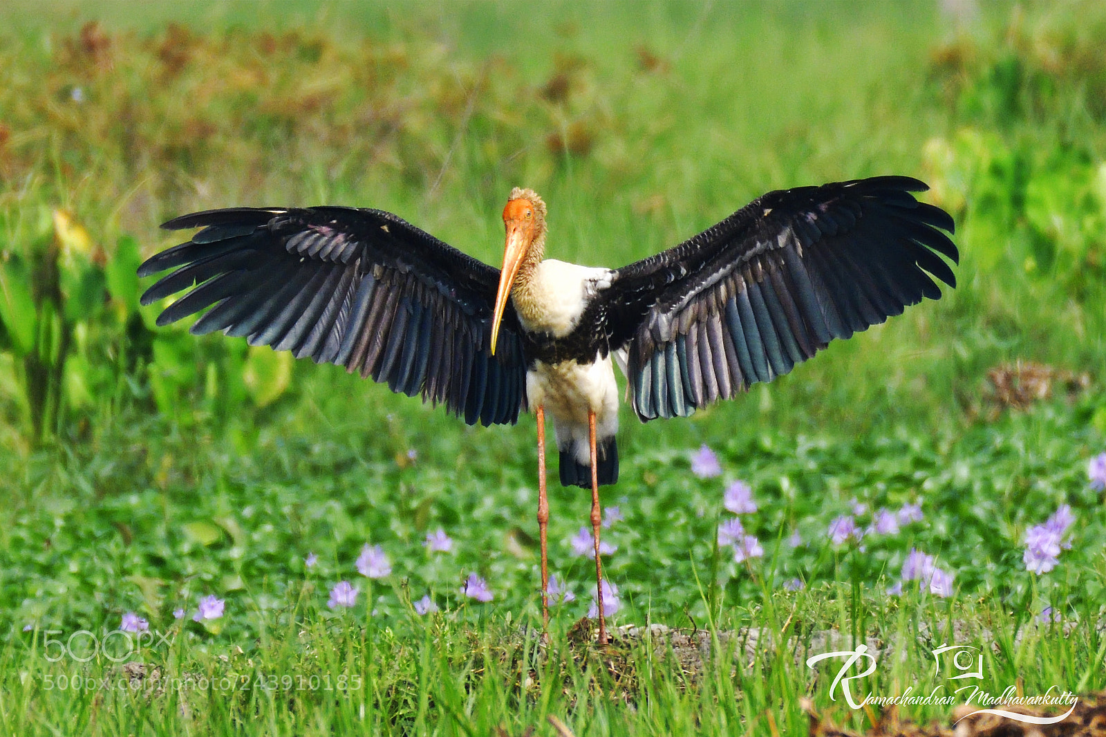 Nikon D500 sample photo. Painted stork - ready photography