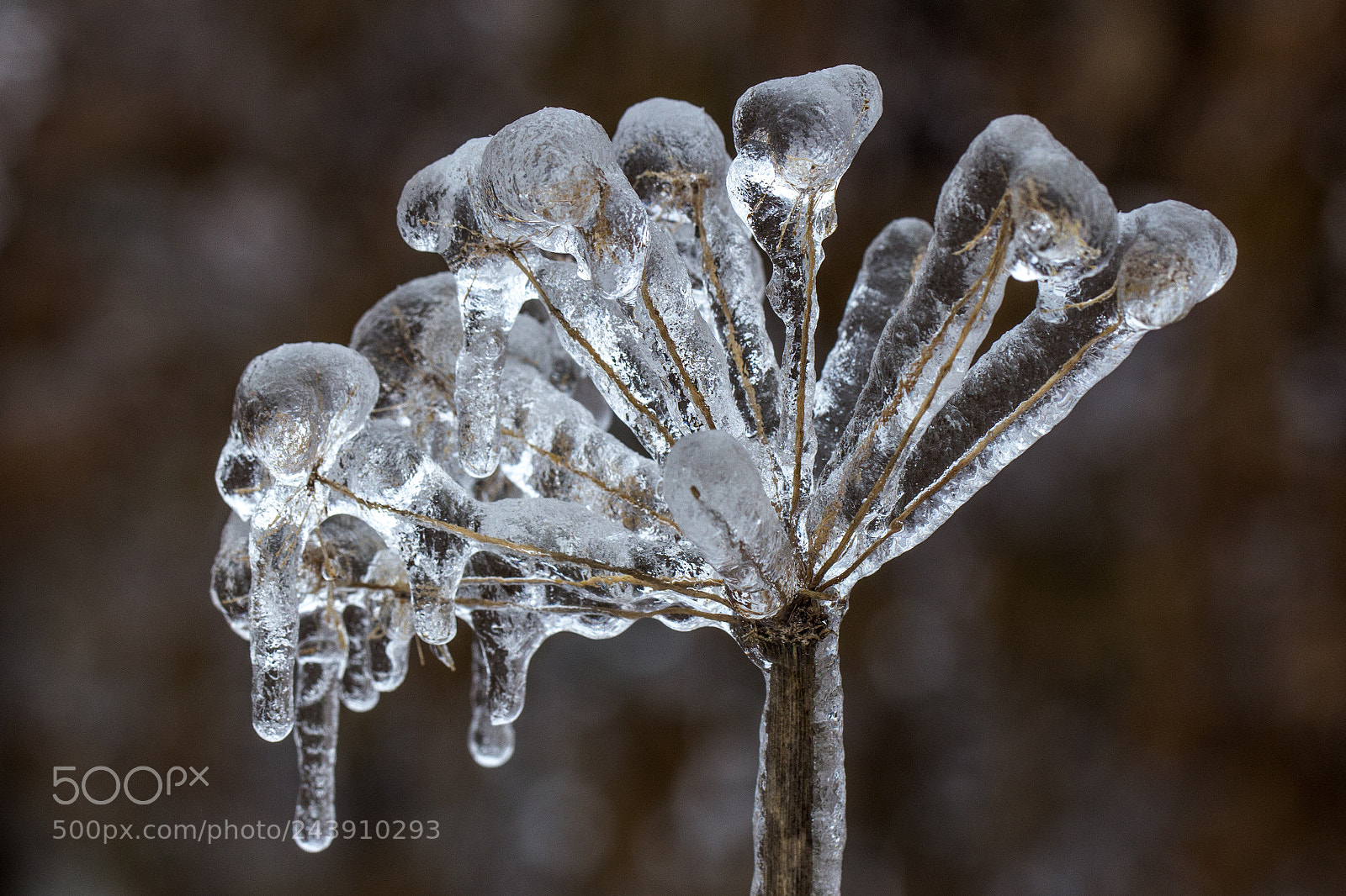 Canon EOS 60D sample photo. Frozen photography