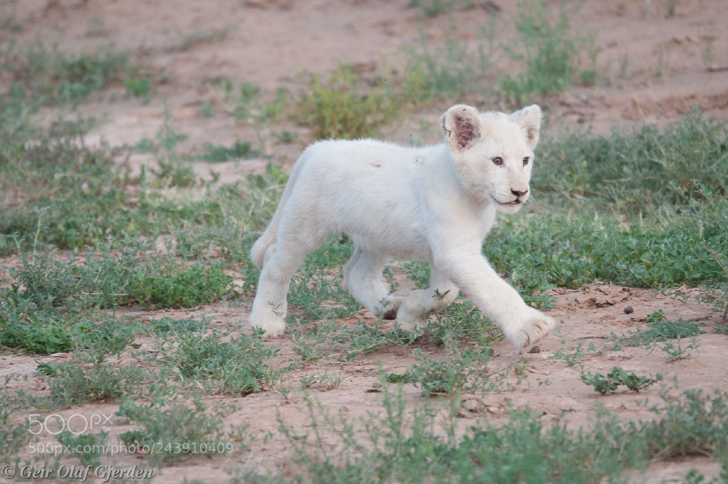 Nikon D300S sample photo. Wild white lion cub photography