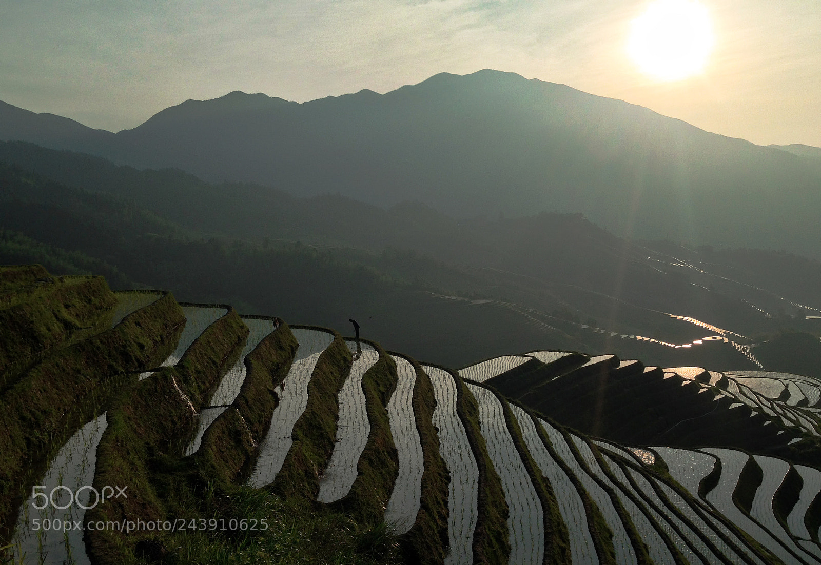 Apple iPhone 5c sample photo. Rice fields photography