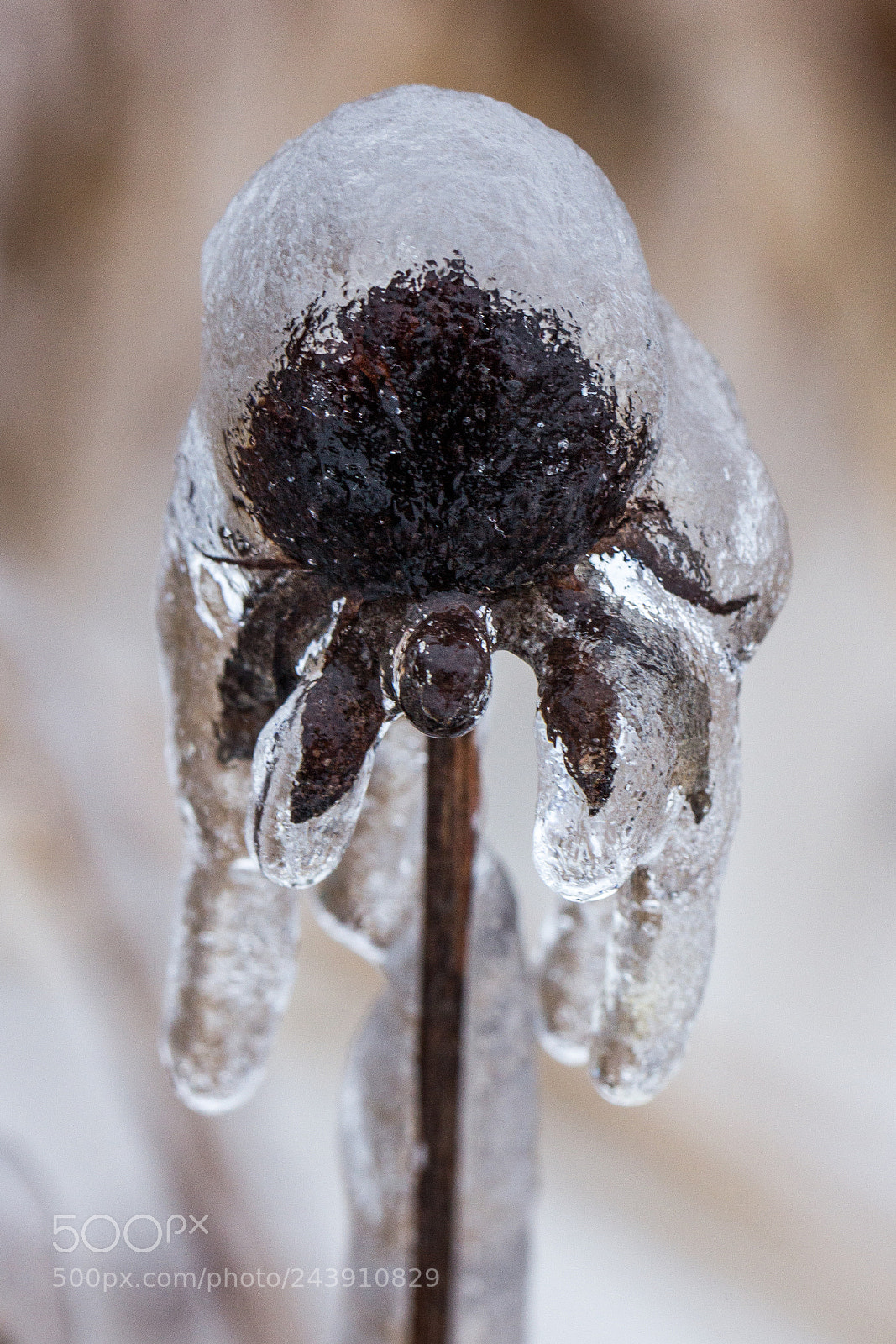 Canon EOS 60D sample photo. Frozen photography