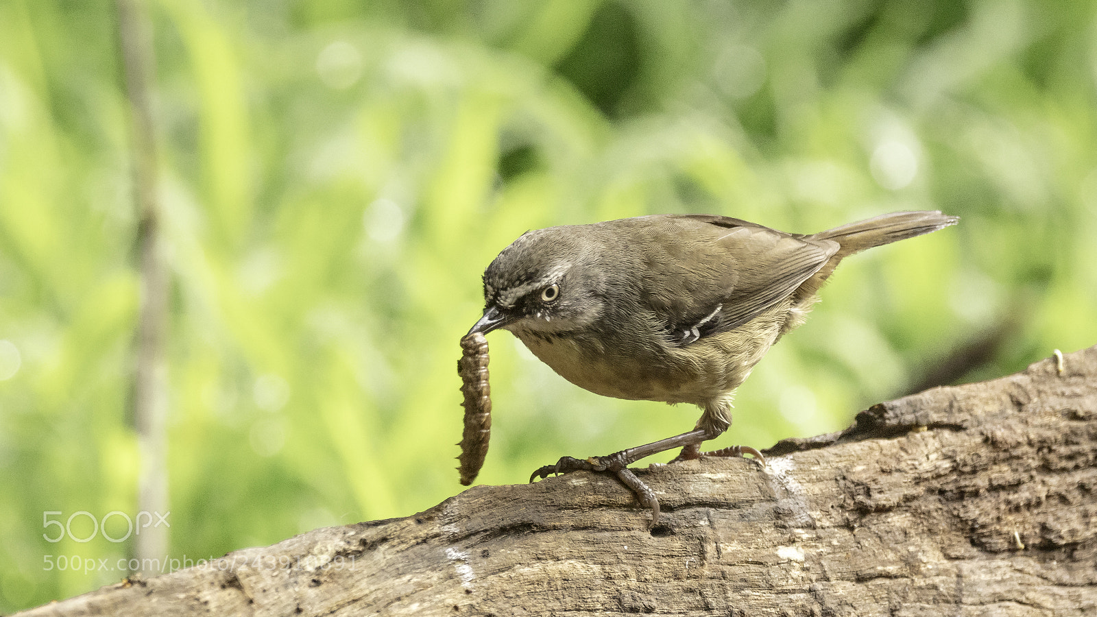 Canon EOS 5DS sample photo. White-browed scrubwren photography