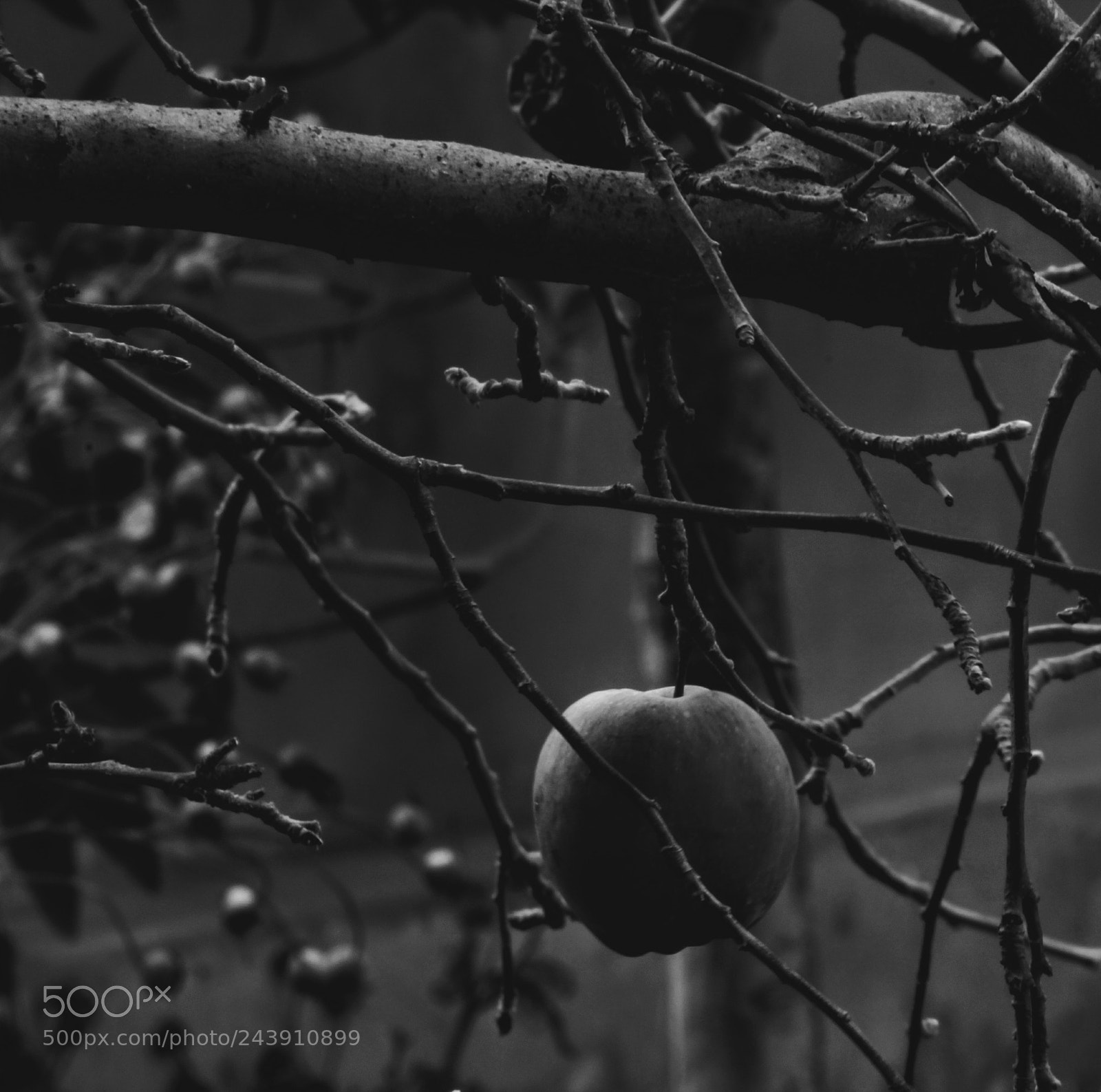 Canon EOS 1200D (EOS Rebel T5 / EOS Kiss X70 / EOS Hi) sample photo. An apple a day.. photography