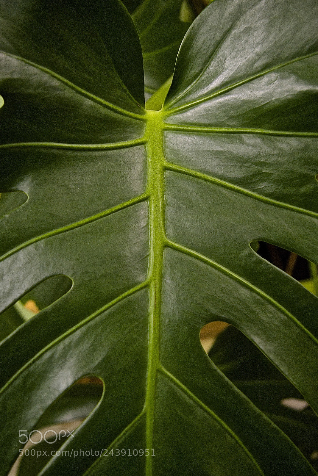 Pentax K100D sample photo. Monstera photography