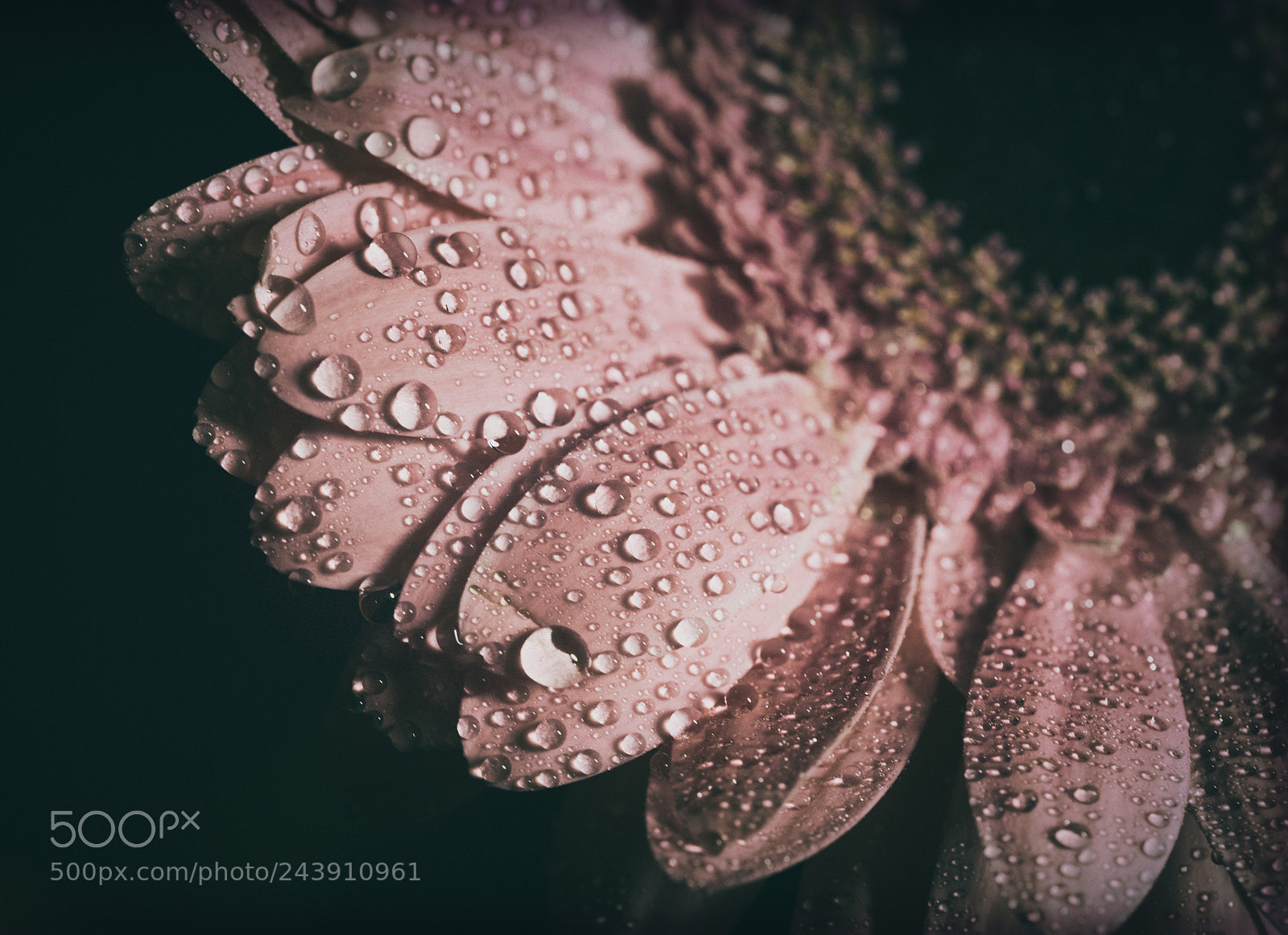 Nikon D800 sample photo. Flo photography