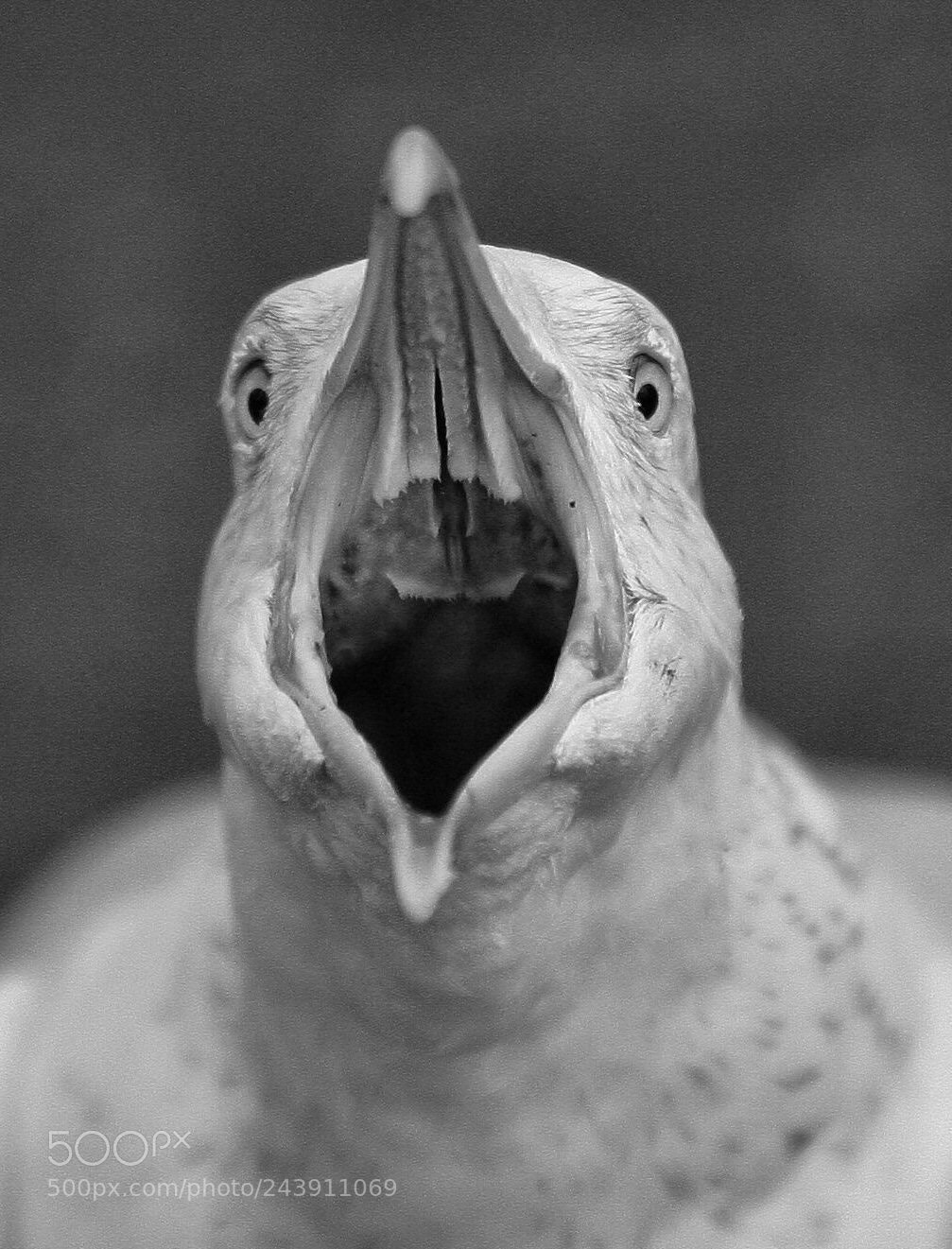 Canon EOS-1Ds Mark II sample photo. War cry photography
