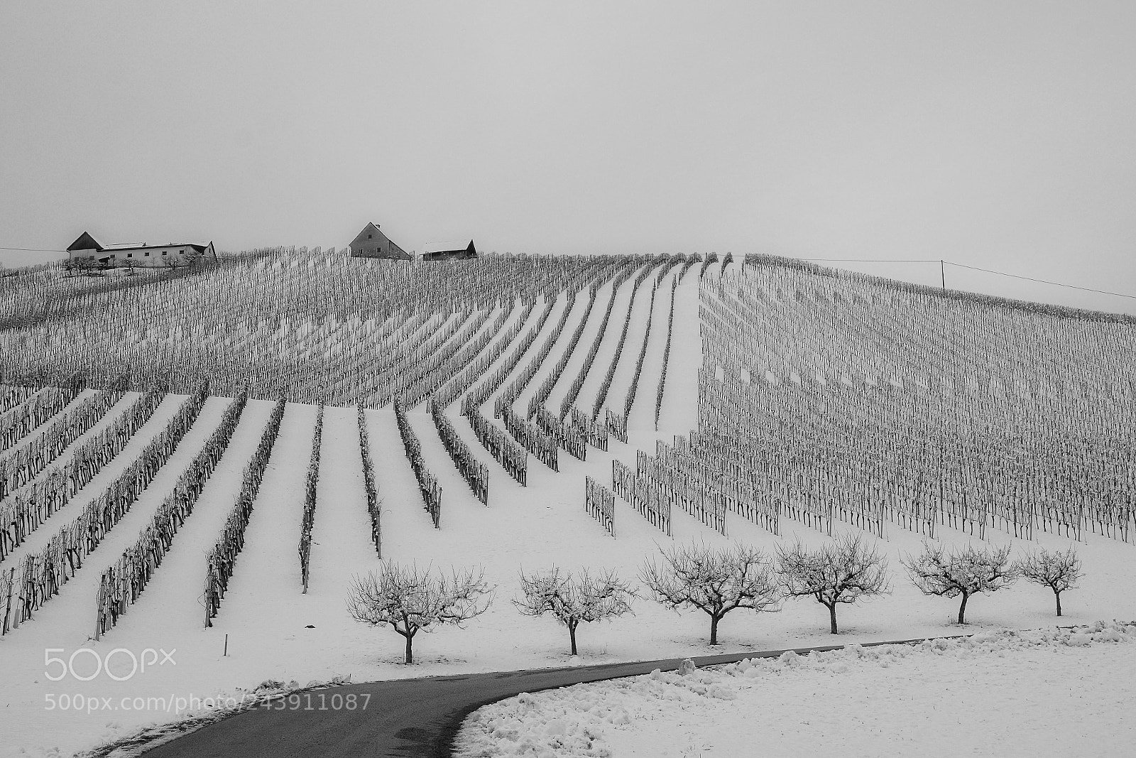 Nikon D7100 sample photo. Vineyards in winter photography