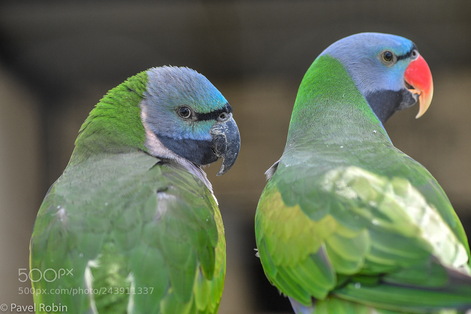 Nikon D5 sample photo. Parrots photography