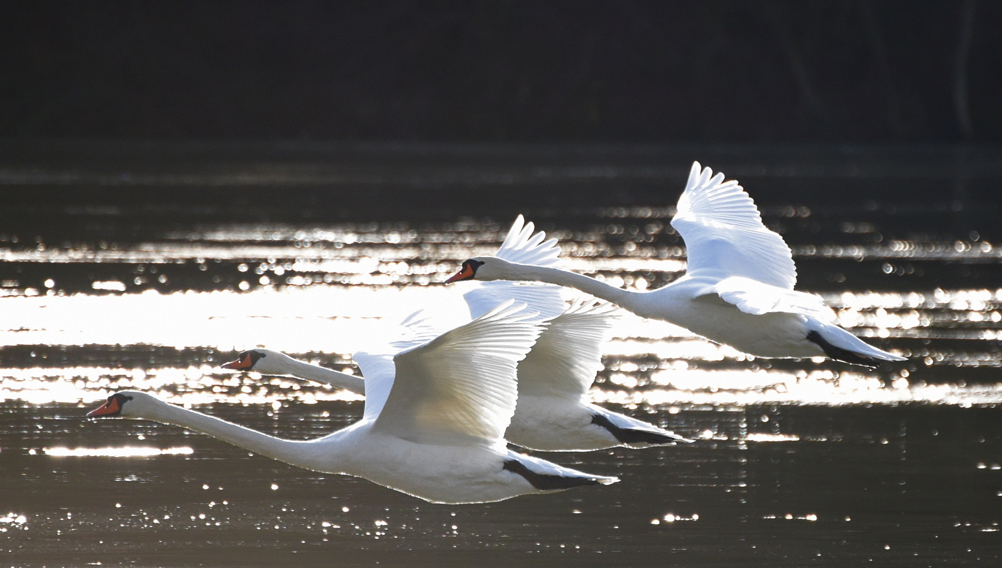 Nikon D750 + Tamron SP 70-300mm F4-5.6 Di VC USD sample photo. Flying swans photography