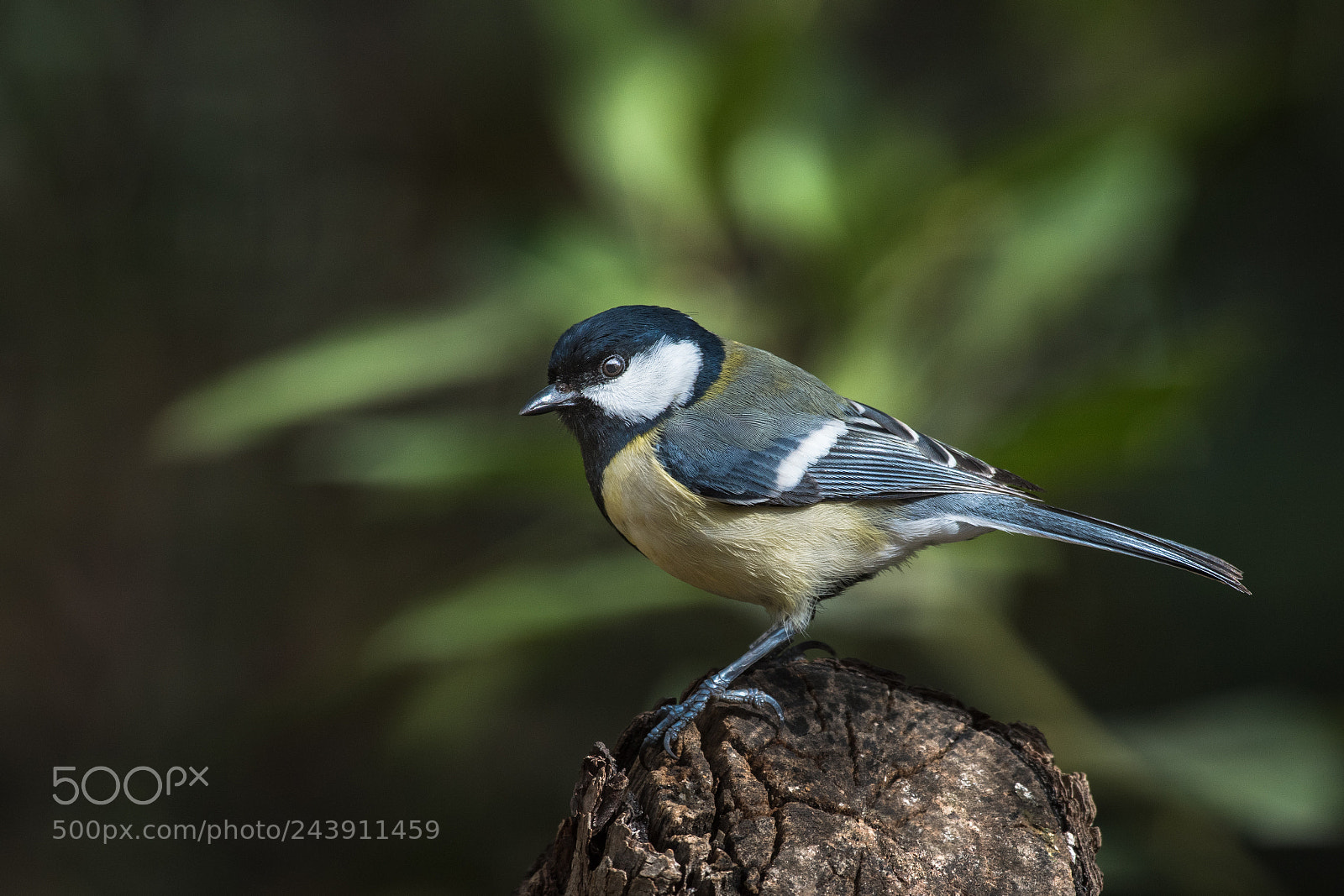 Nikon D500 sample photo. Great tit photography