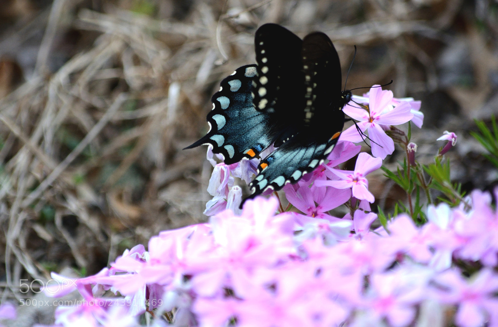 Nikon D7100 sample photo. Tiger sswallowtail dark photography