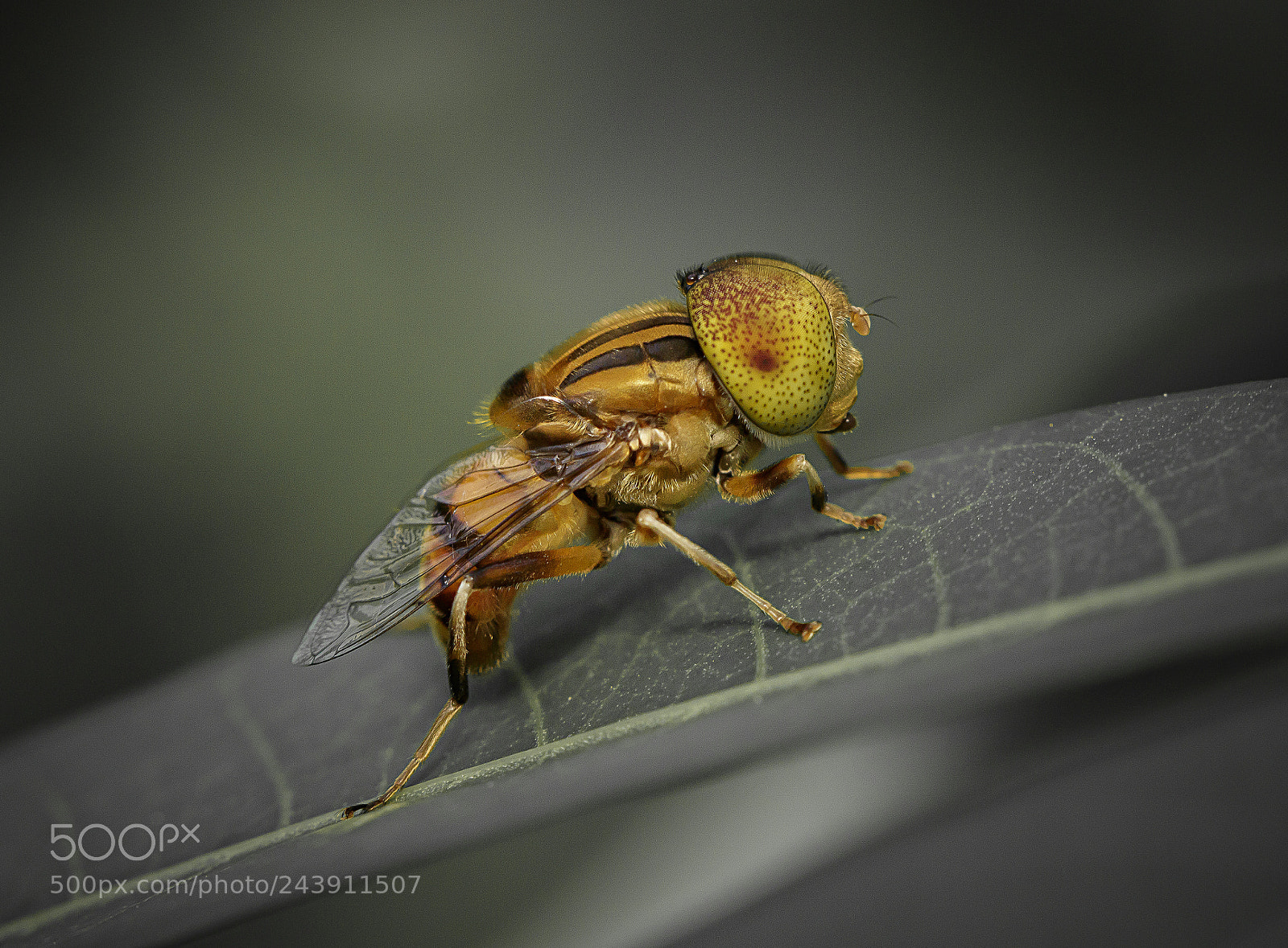 Canon EOS M3 sample photo. Bee photography