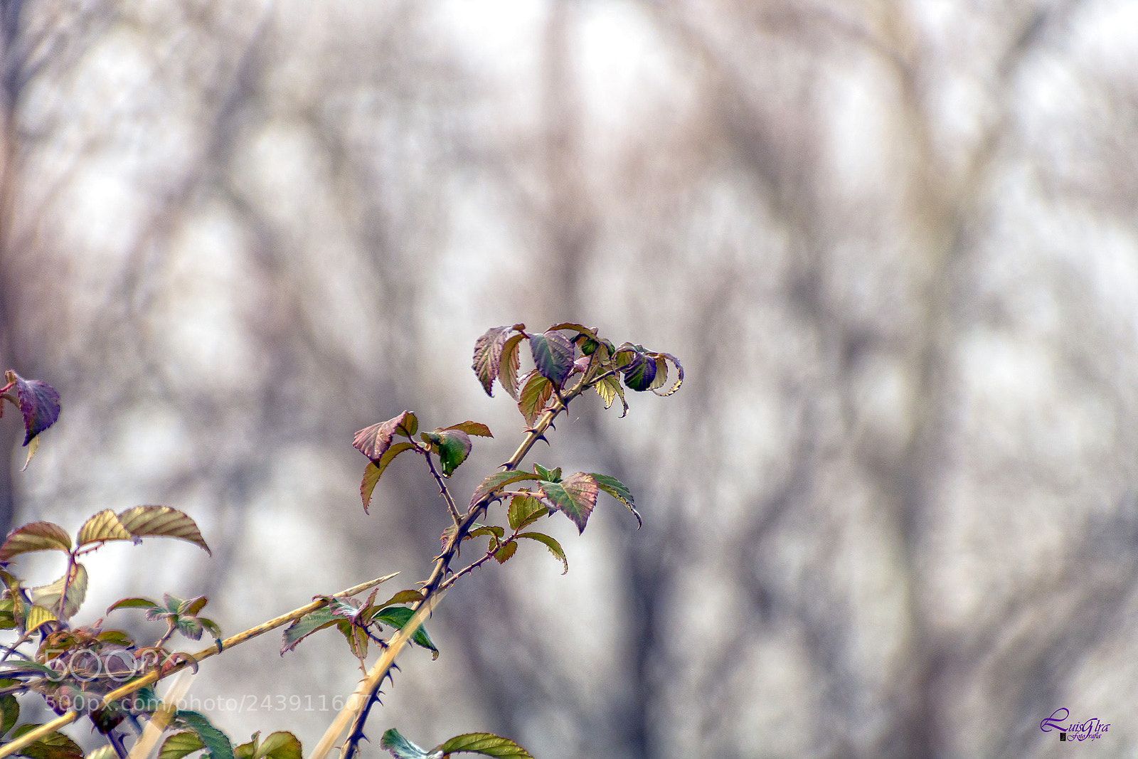 Canon EOS 750D (EOS Rebel T6i / EOS Kiss X8i) sample photo. Untitled photography