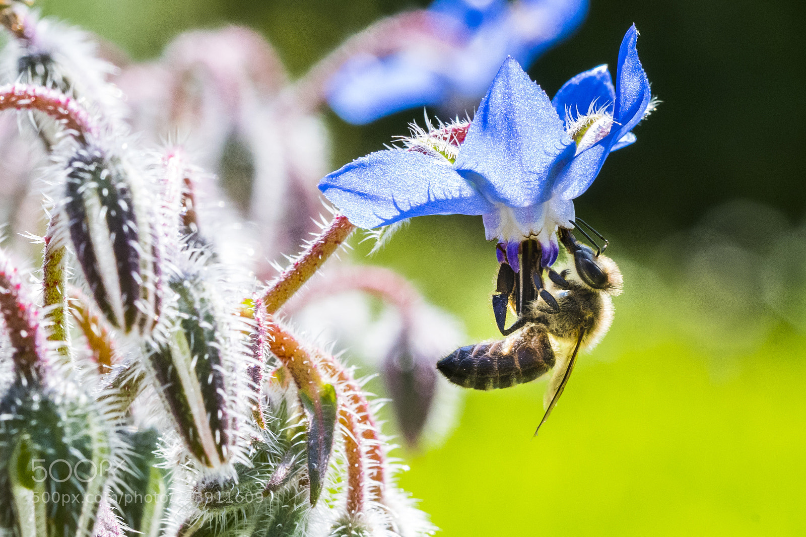 Nikon D500 sample photo. Bee and borage, again photography