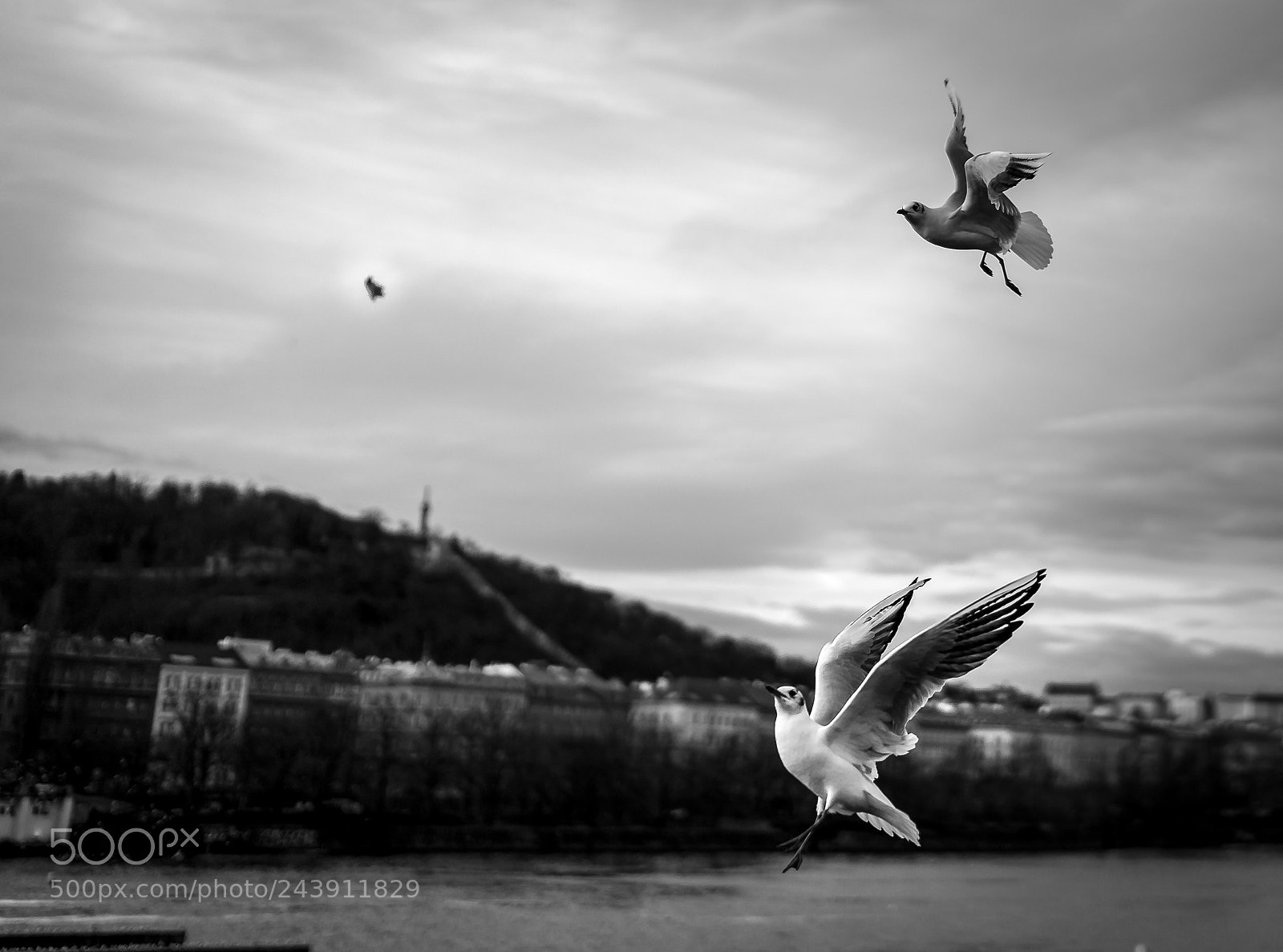 Sony a7 II sample photo. Flying animals photography