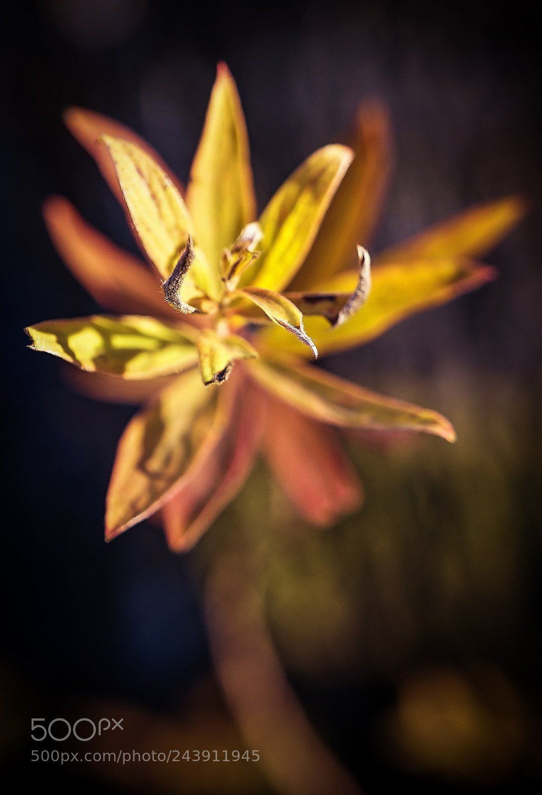 Sony a7 II sample photo. Simply falling-iyeoka photography