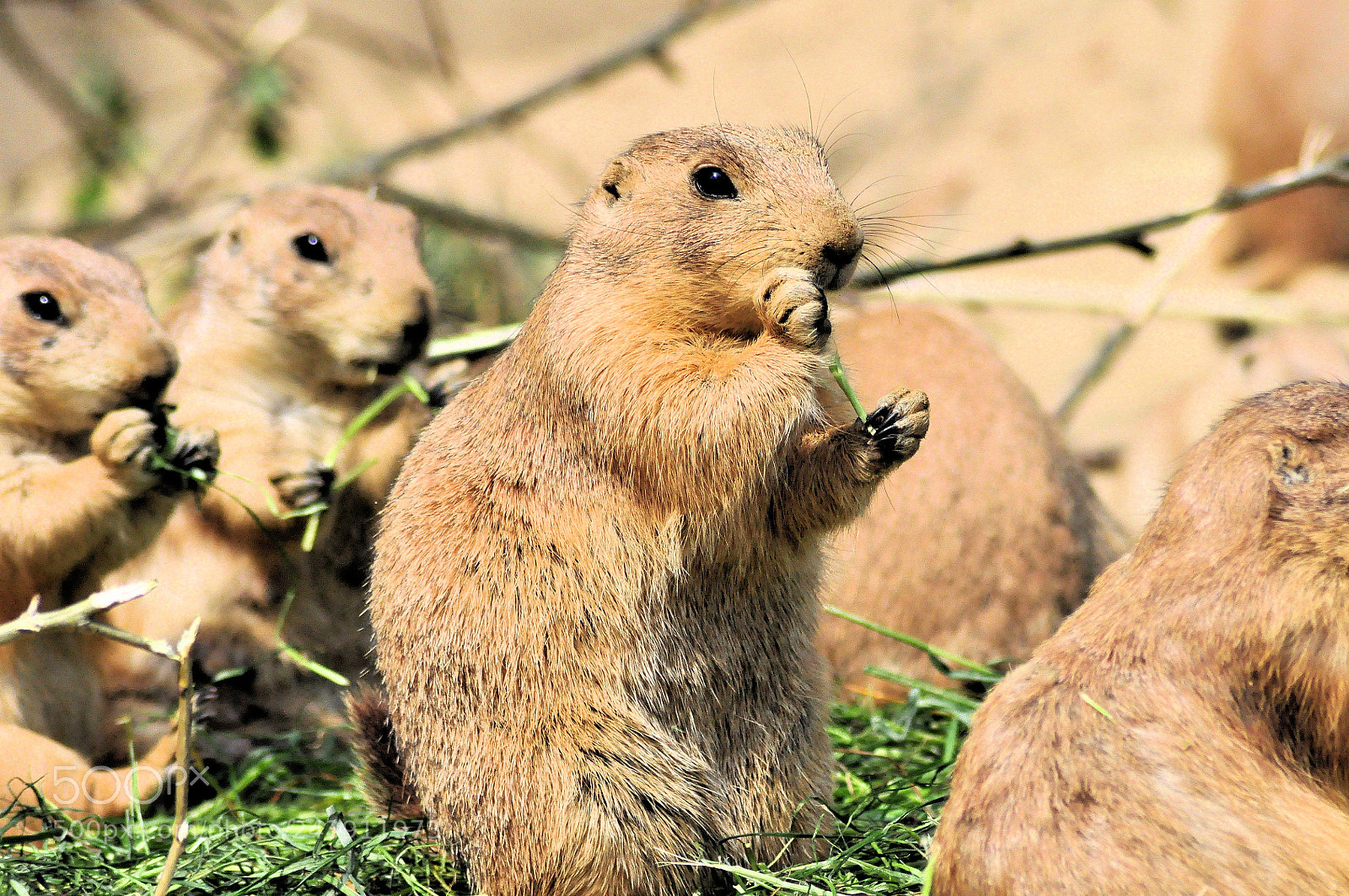 Nikon D5000 sample photo. Prairie dogs photography
