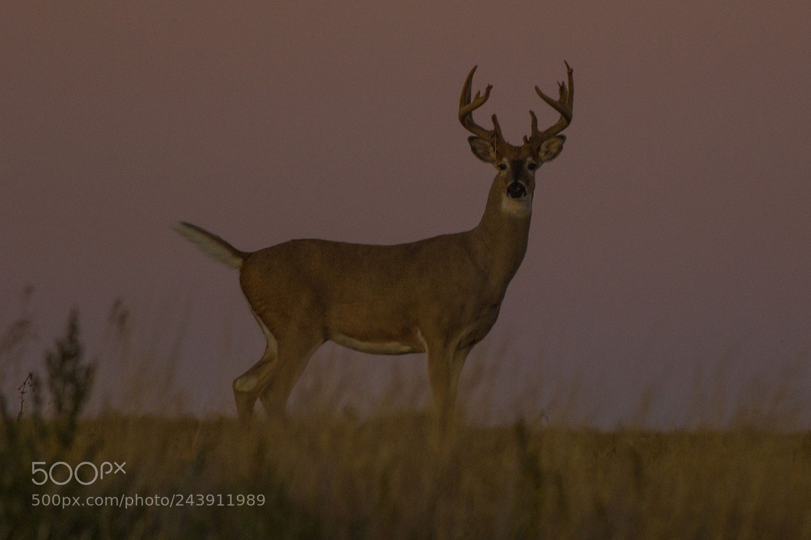 Canon EOS 60D sample photo. Whitetail buck photography