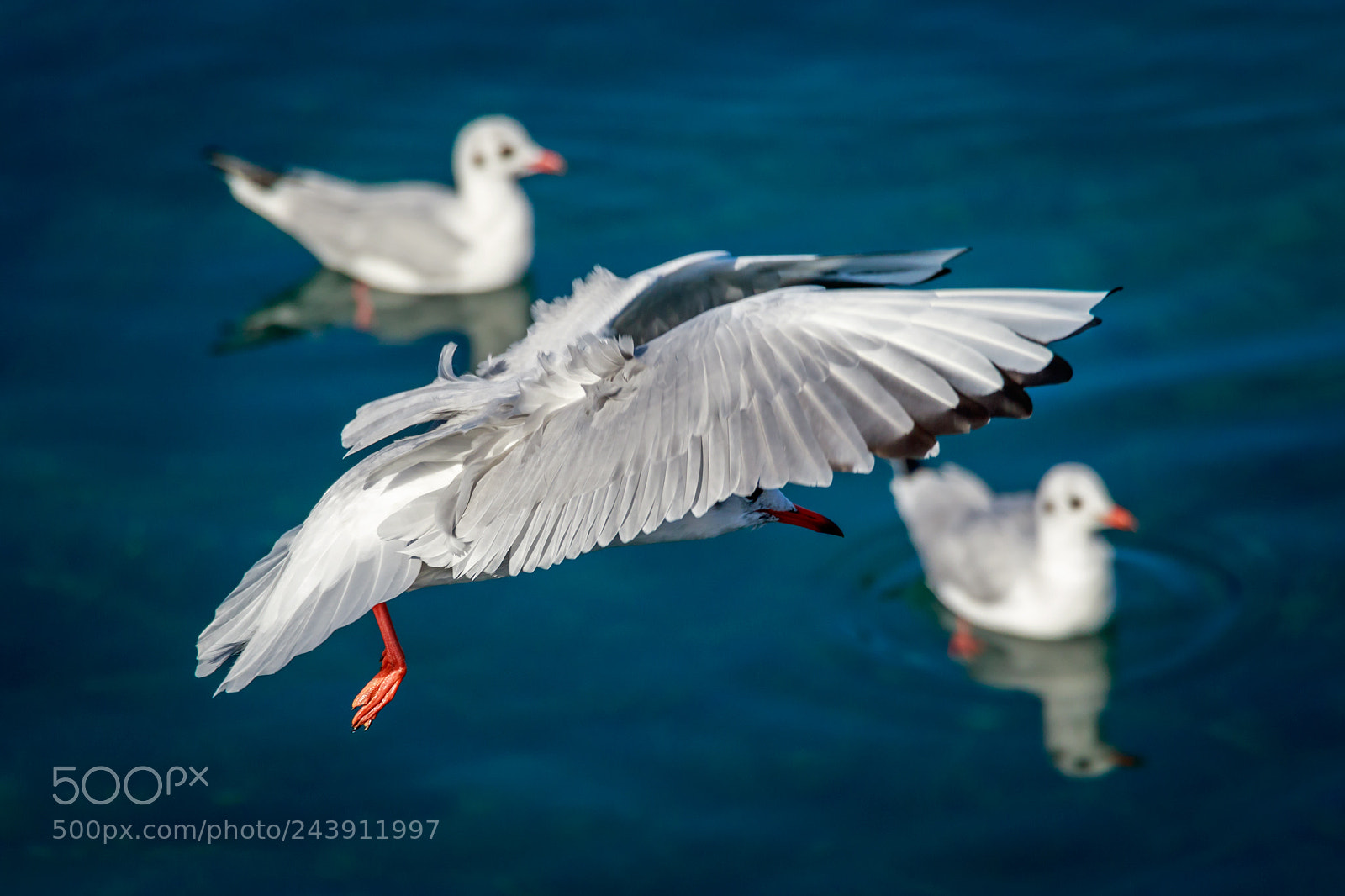 Canon EOS 7D Mark II sample photo. Seagull photography