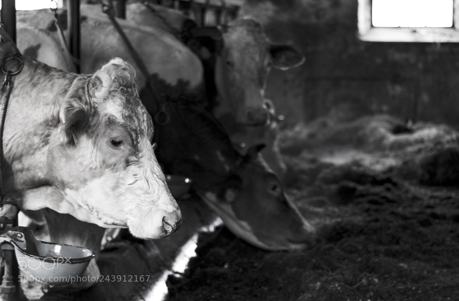 Nikon D200 sample photo. 50x50 in laupertshausen 7 photography
