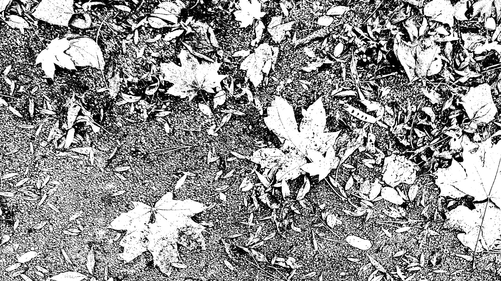 HUAWEI Y6II sample photo. B&w autumn photography