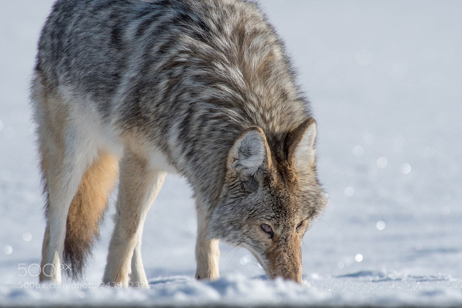 Nikon D500 sample photo. Snow dog photography