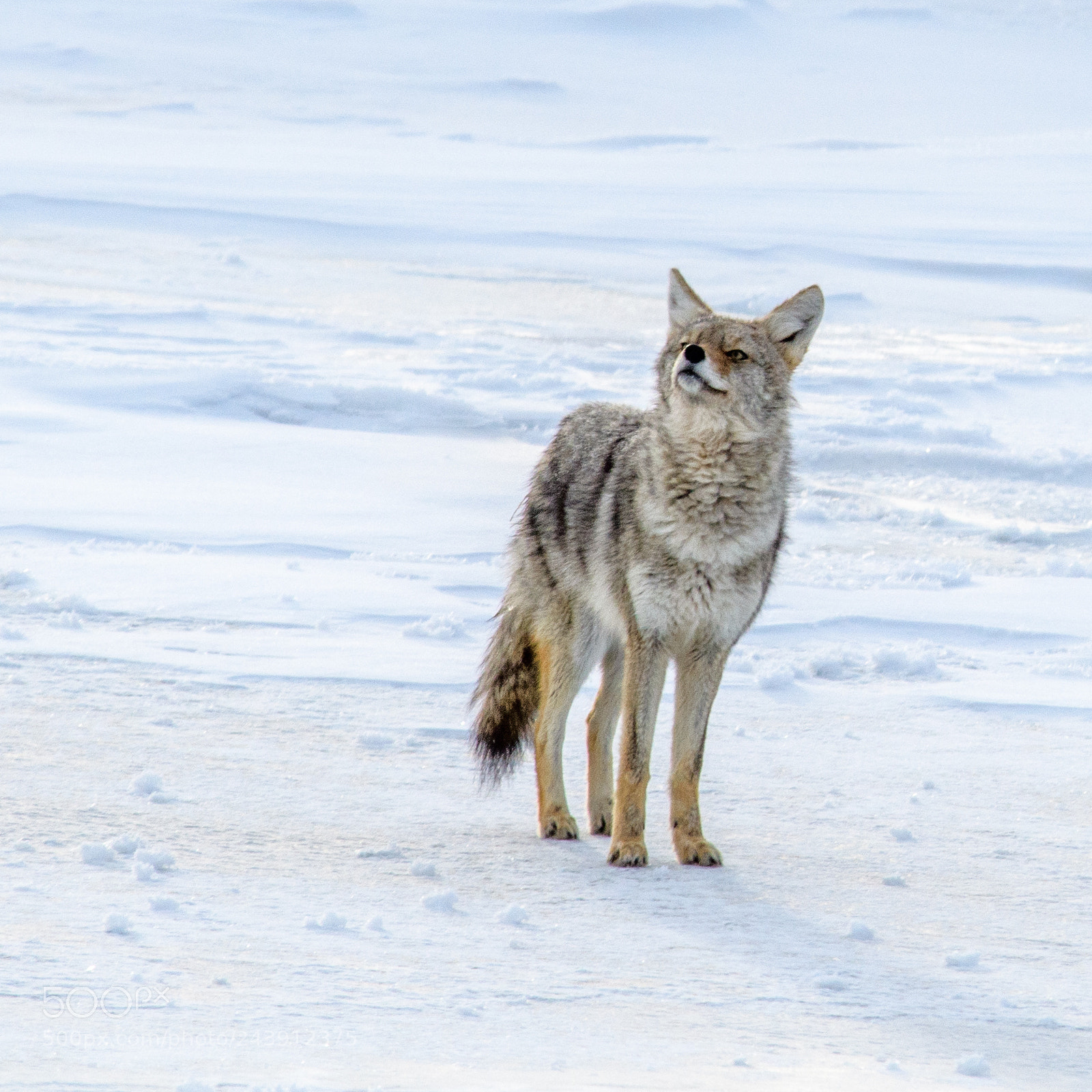 Nikon D500 sample photo. Coyote photography