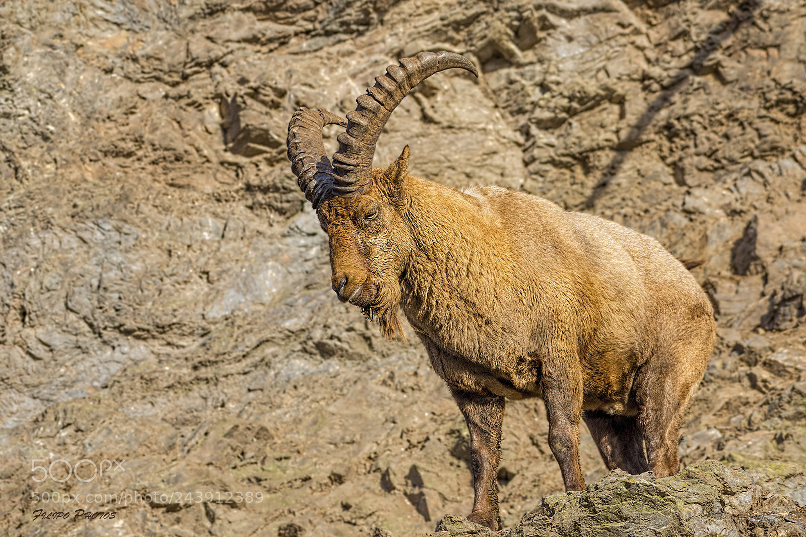Nikon D7200 sample photo. Alpine ibex (capra ibex) photography