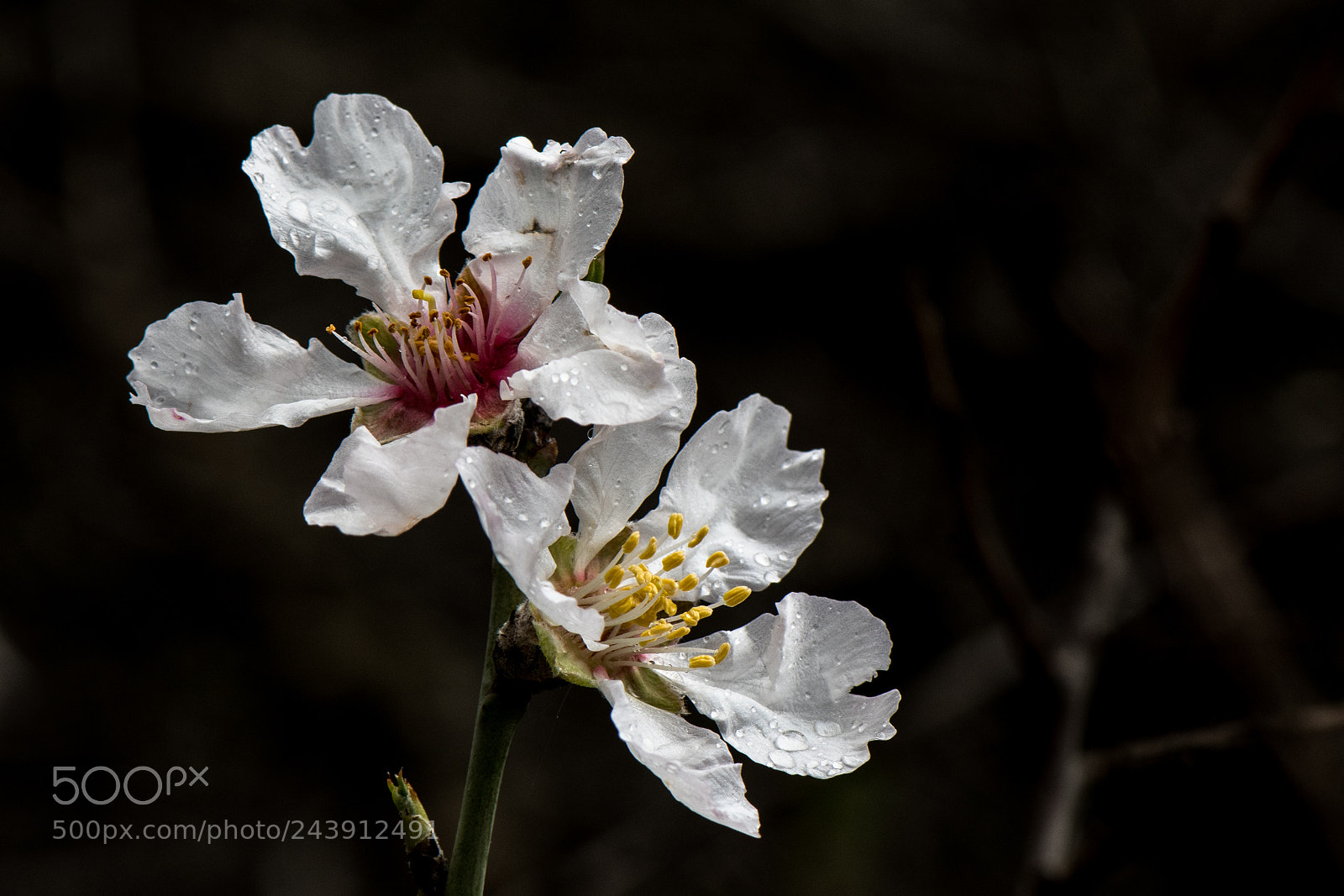 Nikon D500 sample photo. Almond tree flower photography